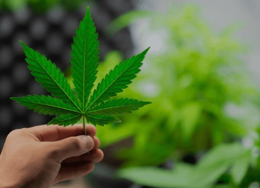 cbn vs cbd